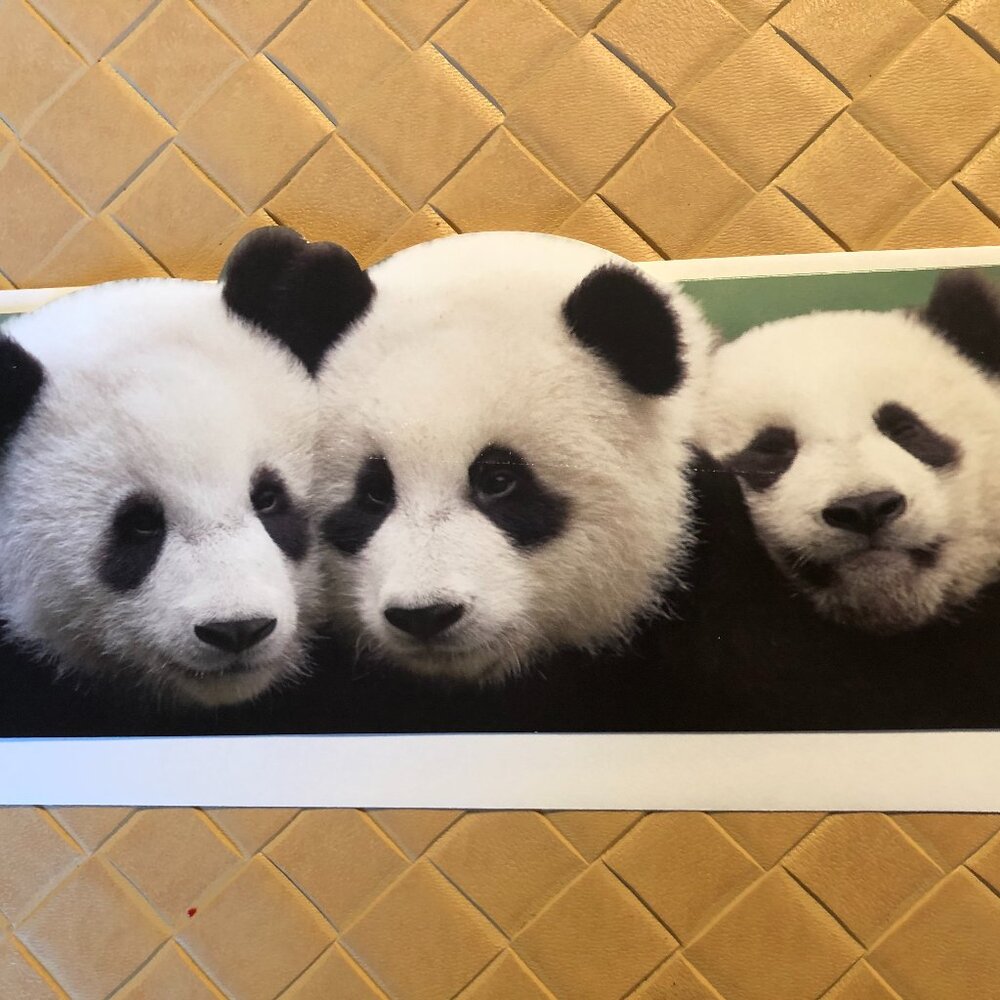Lot of 7 World Wild Life Organization Blank Cards with Envelopes
